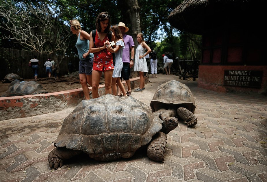 Гигантские черепахи на острове Призон