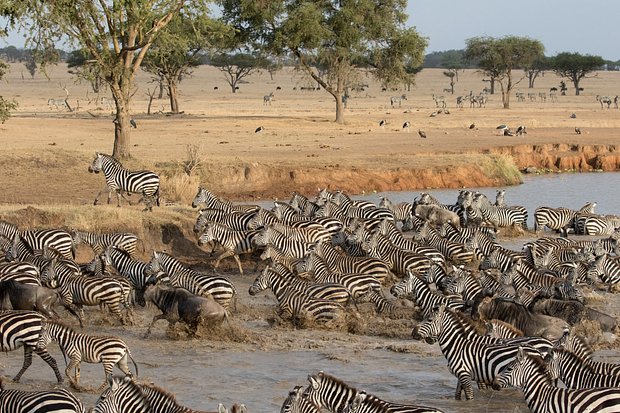 Serengeti National Park. Herd of zebras (Equus quagga) in water. Tanzania. 