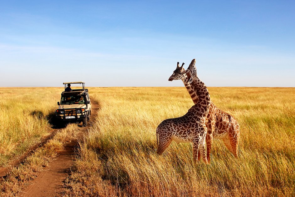 Дикие жирафы в африканской саванне в национальном парке Серенгети