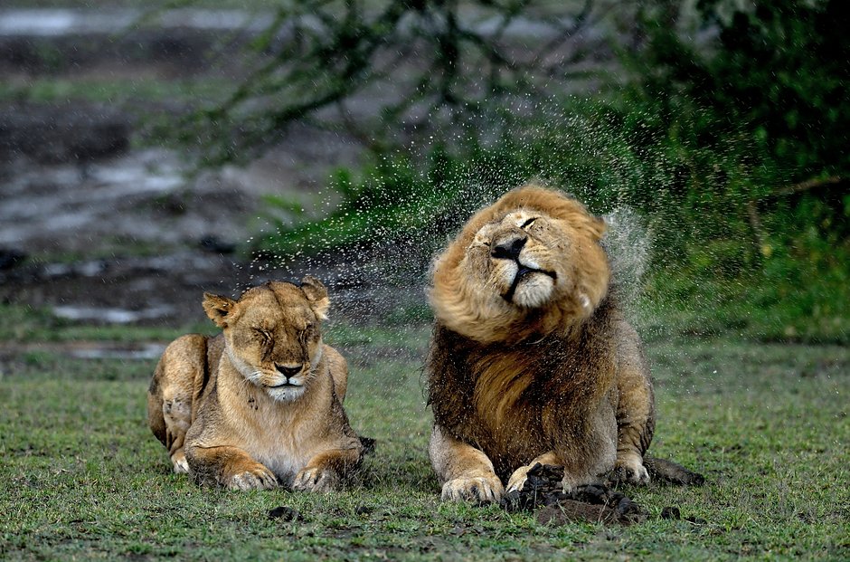 Львы в парке Нгоронгоро, Танзания