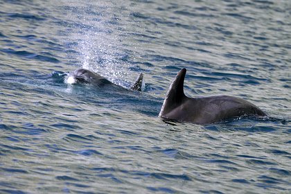 Туристам Анапы посоветовали быть осторожными при приближении дельфинов