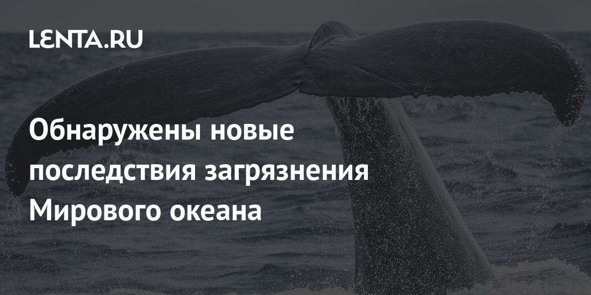 Из-за загрязнения океана киты и дельфины теперь частично состоят из