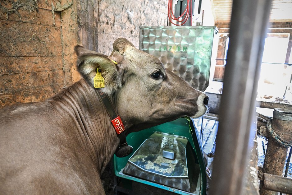 Корова в кабине для измерения уровня метана в отрыжке