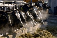 Коров часто обвиняют в экологической катастрофе и предлагают истребить. Почему внезапно у них появился шанс на спасение?