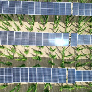 Созданы имитирующие растения фотоэлектрические листья