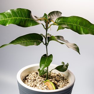 Как посадить и вырастить манго из косточки в домашних условиях