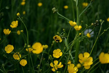 В национальном парке Сочи обнаружили редкий цветок
