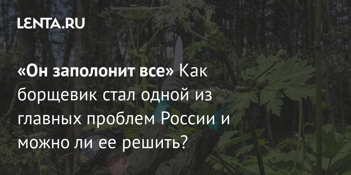 Борщевик в России: откуда появился и как с ним бороться: Климат: Среда ...