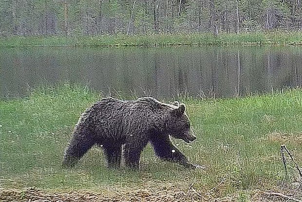 Вводная картинка