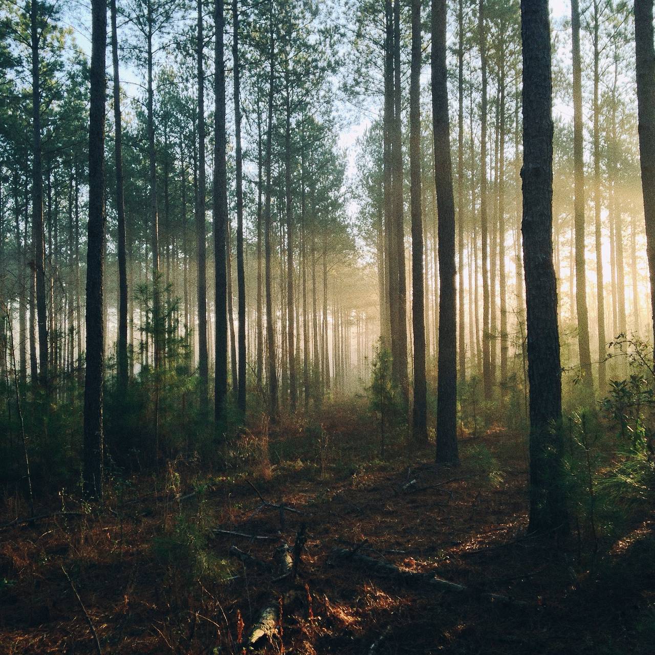 Красивая девушка, ходить в летний лес.