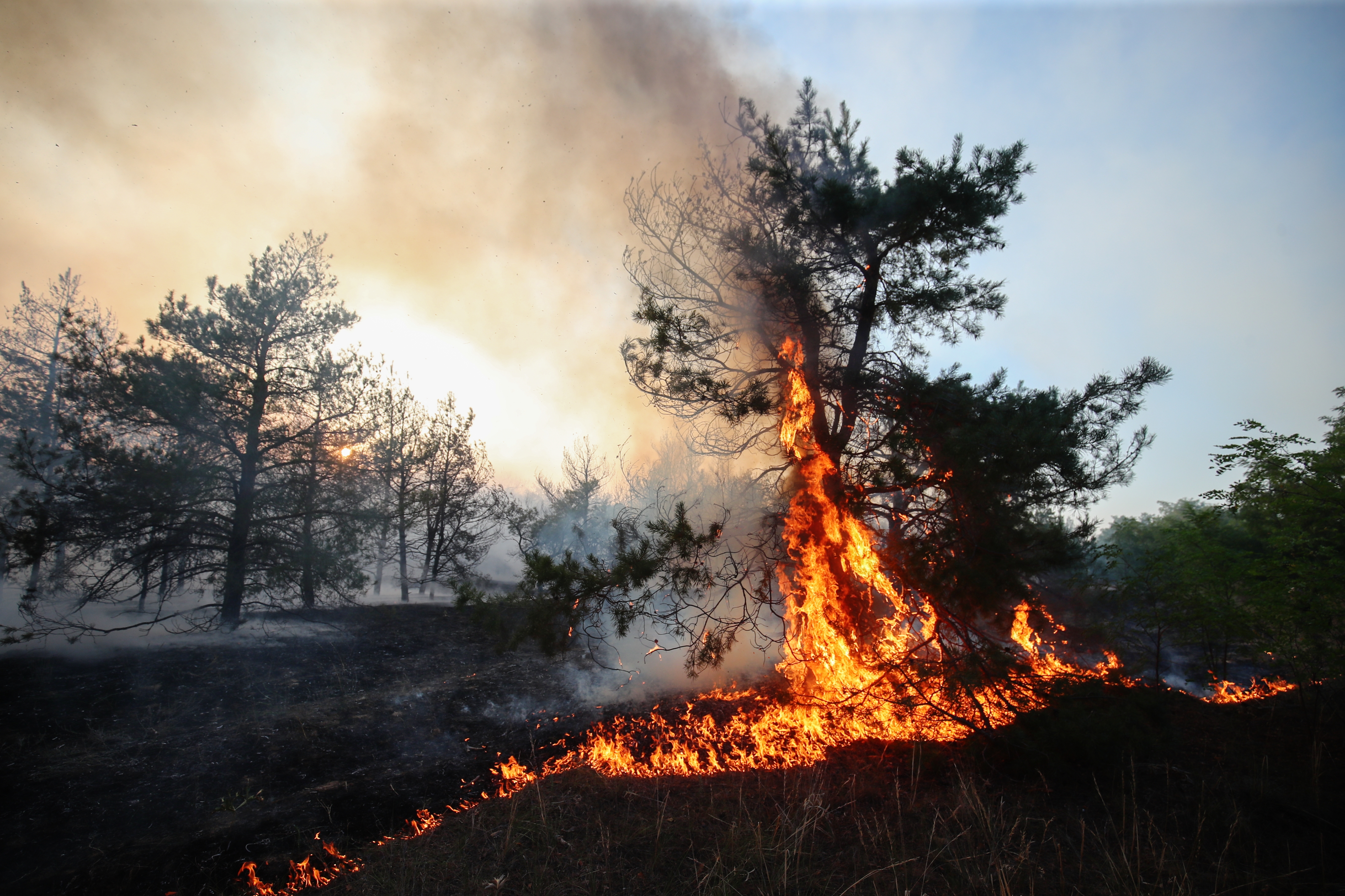 Причины возникновения лесного пожара