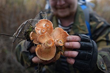 Пять российских пенсионеров съели грибы и попали в реанимацию