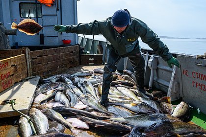 В России предупредили об ограничении ввоза рыбной продукции из Японии