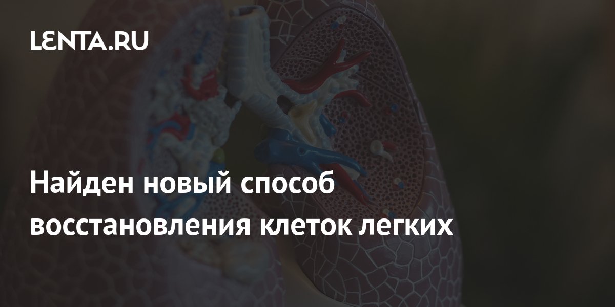 Найден новый способ восстановления клеток легких: Здоровье: Наука и ...