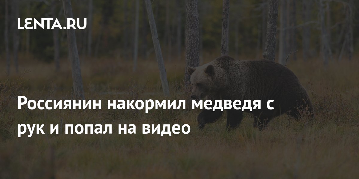 Россияне покормили медведя конфетами с рук