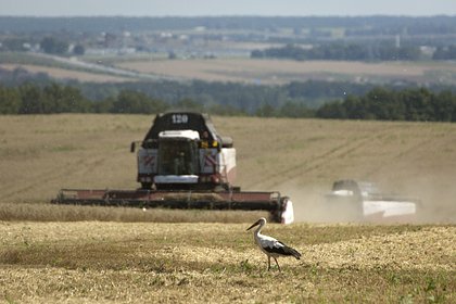 Белоруссия собралась закупить зерно за рубежом
