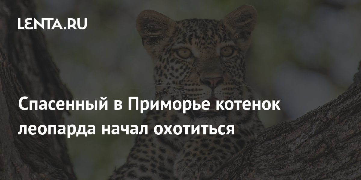 Спасенный в Приморье котенок редкого леопарда начал охотиться