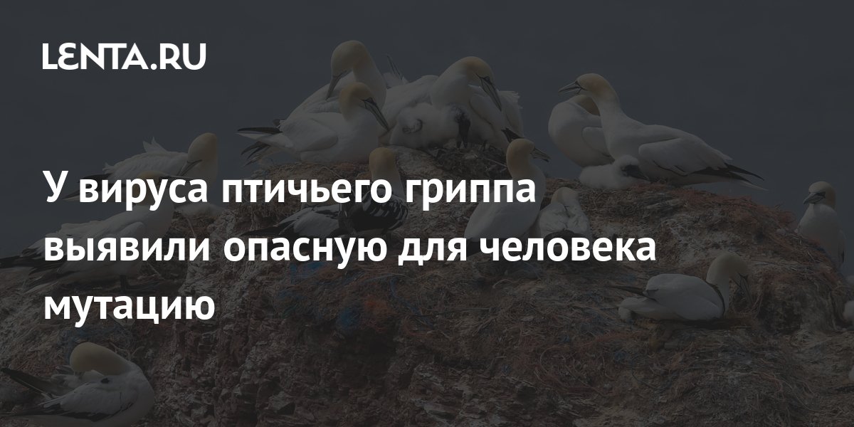 У вируса птичьего гриппа выявили опасную для человека мутацию: Наука ...