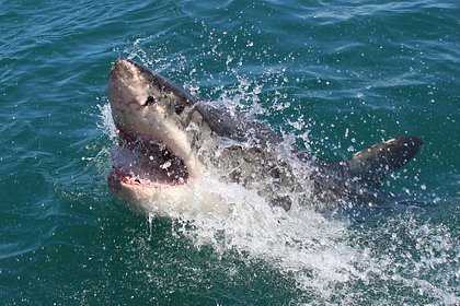 Стала известна судьба переживших нападение акул российских кругосветников