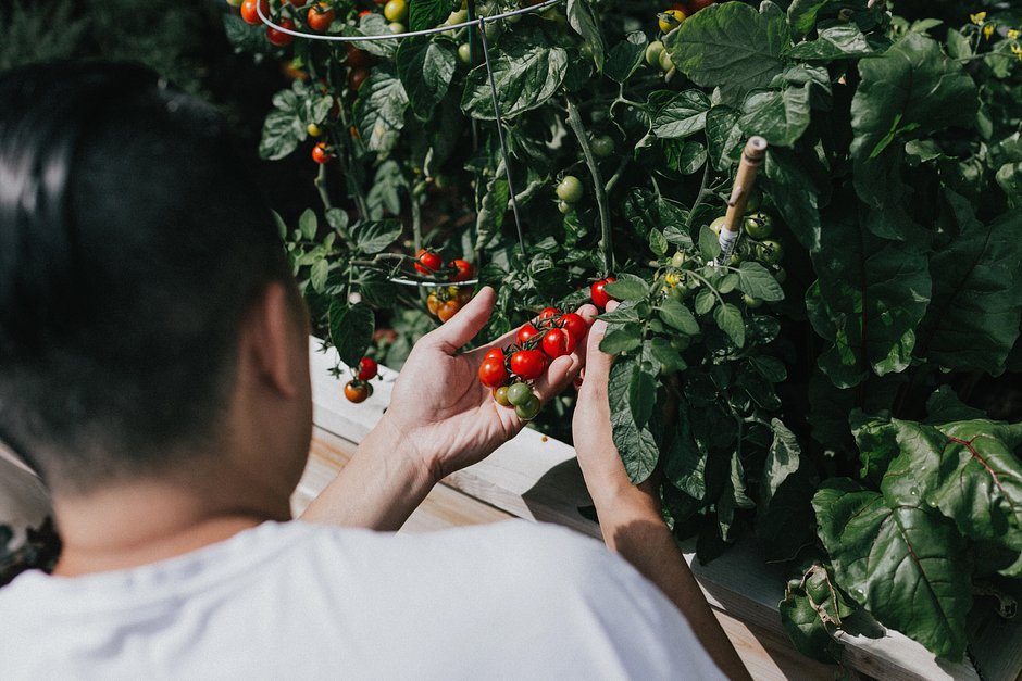 Как производят томатный сок | Проект Роспотребнадзора «Здоровое питание»