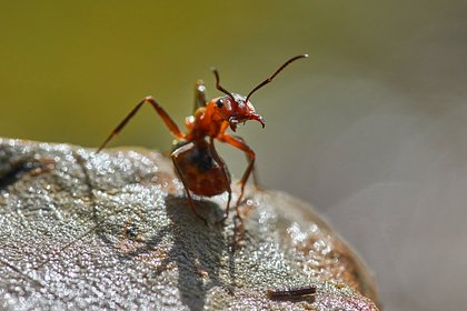 Ученые испугались появления особо опасных муравьев в европейской стране