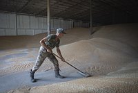 Венгрия решила сохранить запрет на импорт зерна с Украины вопреки решению ЕС 
