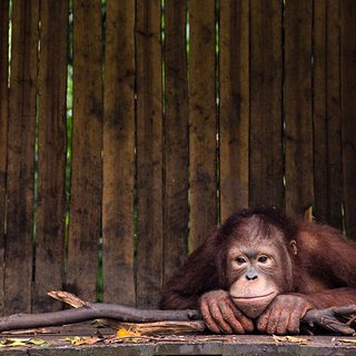 Порно жопа орангутанга: смотреть видео онлайн