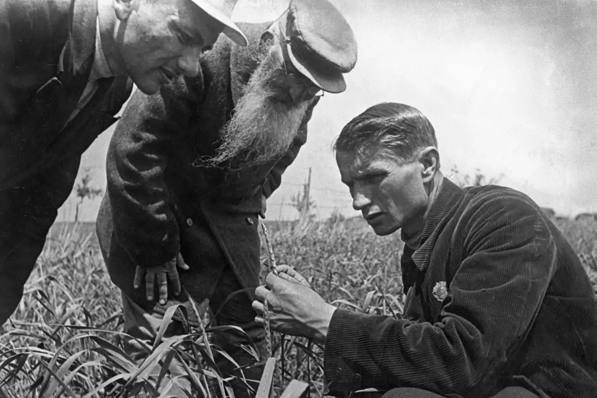 Трофим Лысенко измеряет рост пшеницы на одном из колхозных полей близ Одессы. Украинская ССР, 1930-е