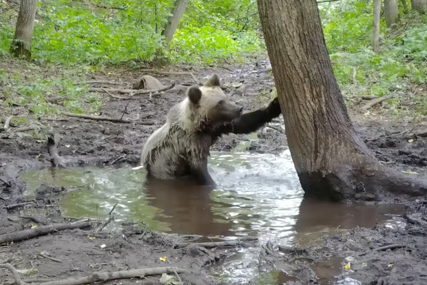 Вводная картинка