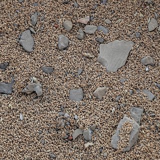 В США оценили вероятность быстрого возврата к зерновой сделке