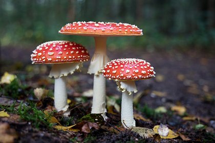 В Северодвинске откроется выставка о тайной жизни грибов