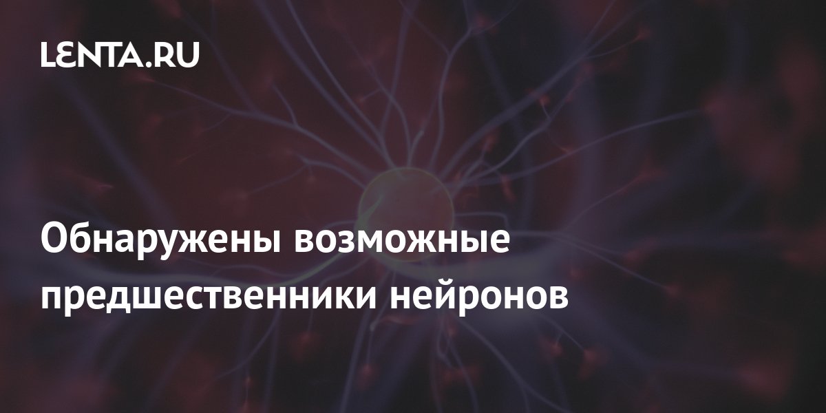 Обнаружены возможные предшественники нейронов: Наука: Наука и техника ...