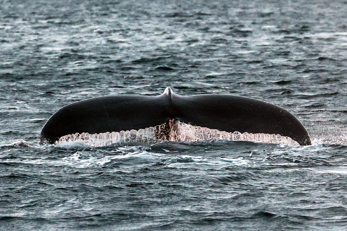 Горбатый кит у побережья Териберки (Мурманская область)