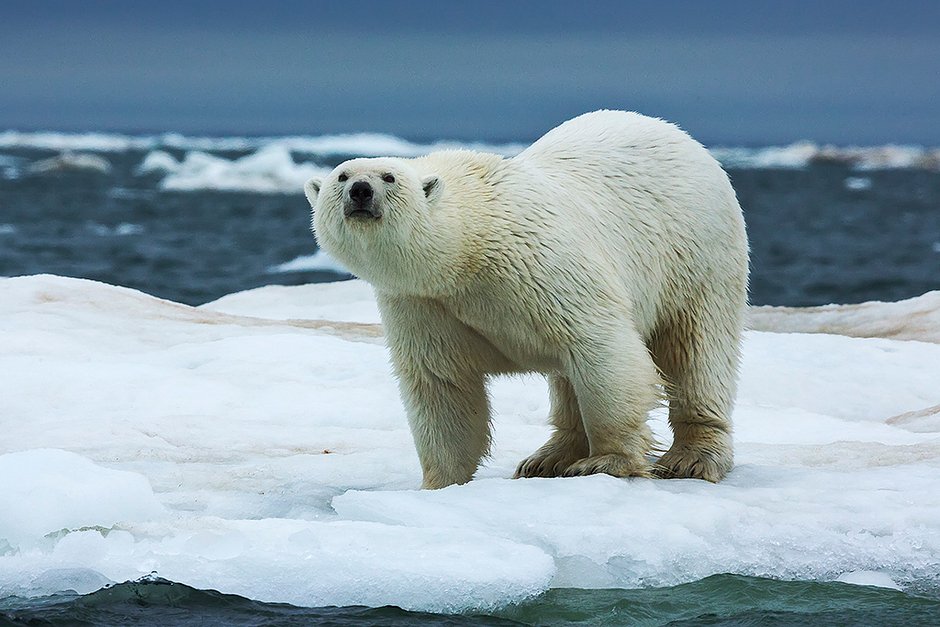 Белый медведь в Заполярье. Северный Ледовитый океан, море Лаптевых, Таймыр, мыс Челюскин. 2016 год