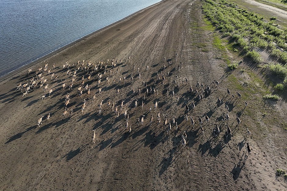 Чаще всего такими стадами или более маленькими проходит большая миграция дикого северного оленя. Таймыр, река Хета, 2023 год