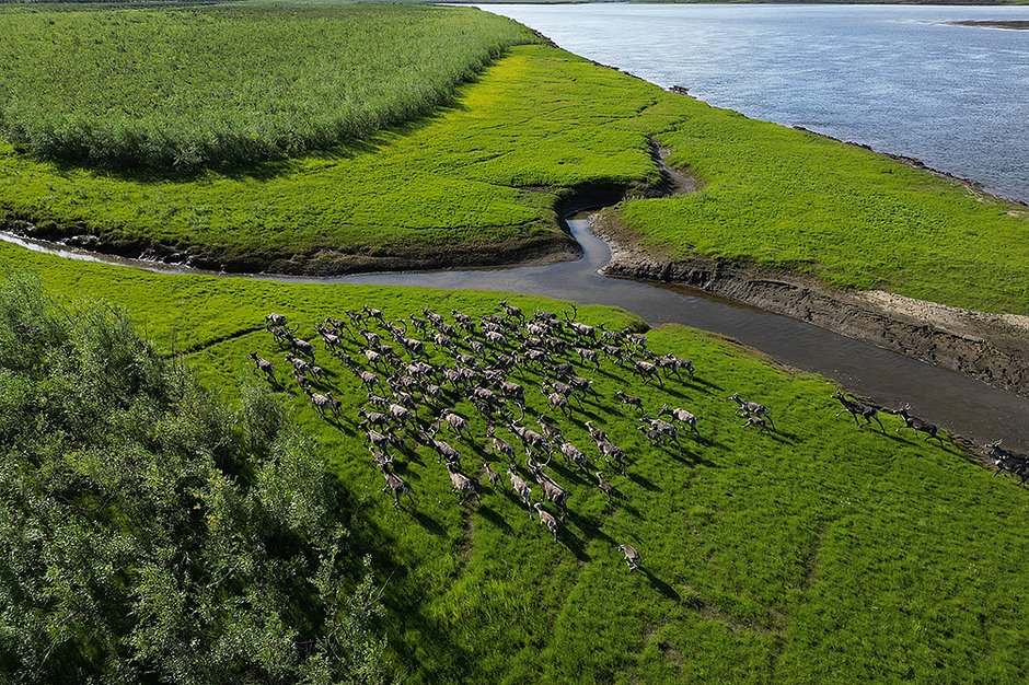Олени преодолели водную преграду и продолжают движение в сторону Эвенкии. Таймыр, река Хета, 2023 год
