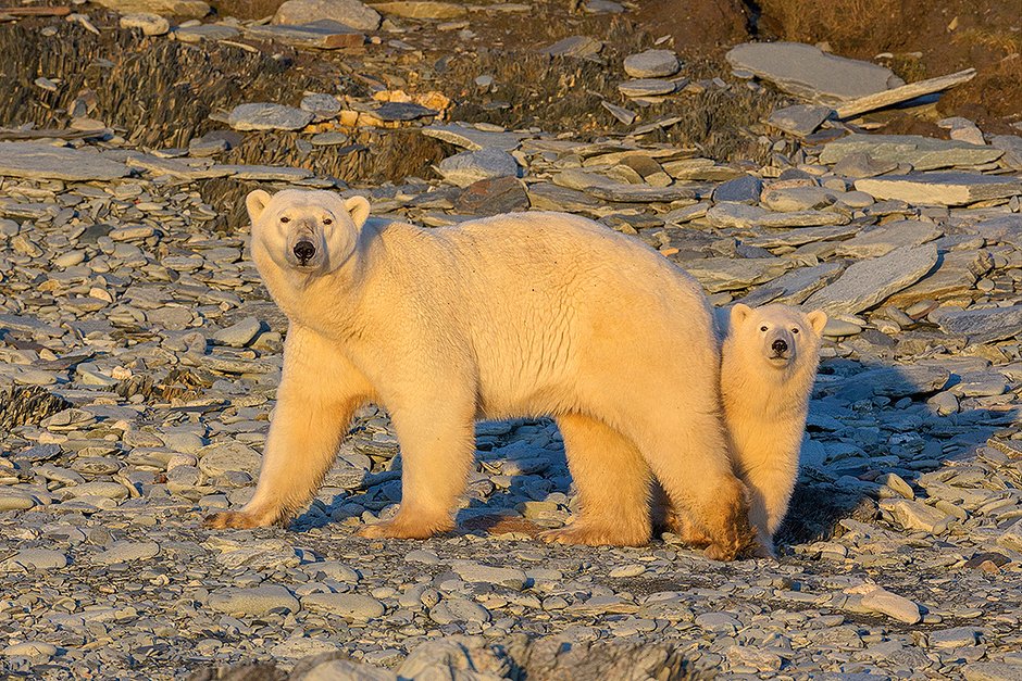 Малышу белого медведя около шести месяцев, и он не отходит от мамы. Северный Ледовитый океан, море Лаптевых, Таймыр, 2016 год