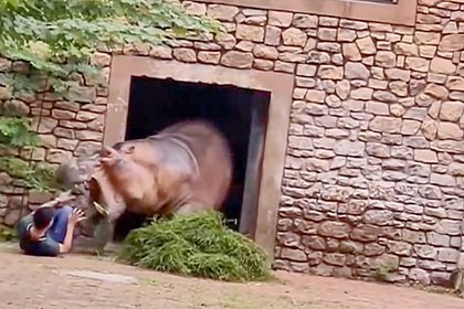 Нападение бегемота на смотрителя зоопарка попало на видео