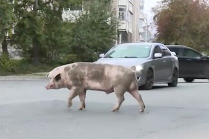 В российском городе произошел «свиной апокалипсис»