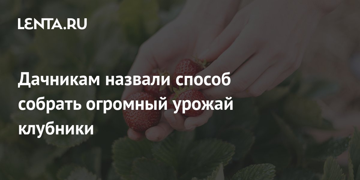 Дачникам назвали способ собрать огромный урожай клубники: Край: Среда ...