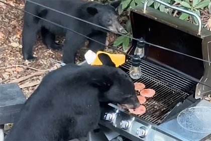 Ворвавшиеся на пикник медведи съели котлеты для бургеров и запили их кока-колой