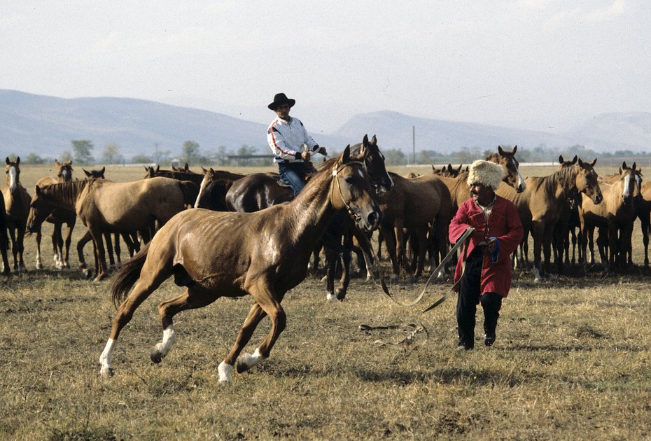 Азербайджанская ССР, Нагорный Карабах. Конь по кличке Парис Агдамского конного завода, где разводят чистопородных лошадей карабахской породы. 1 августа 1986 года