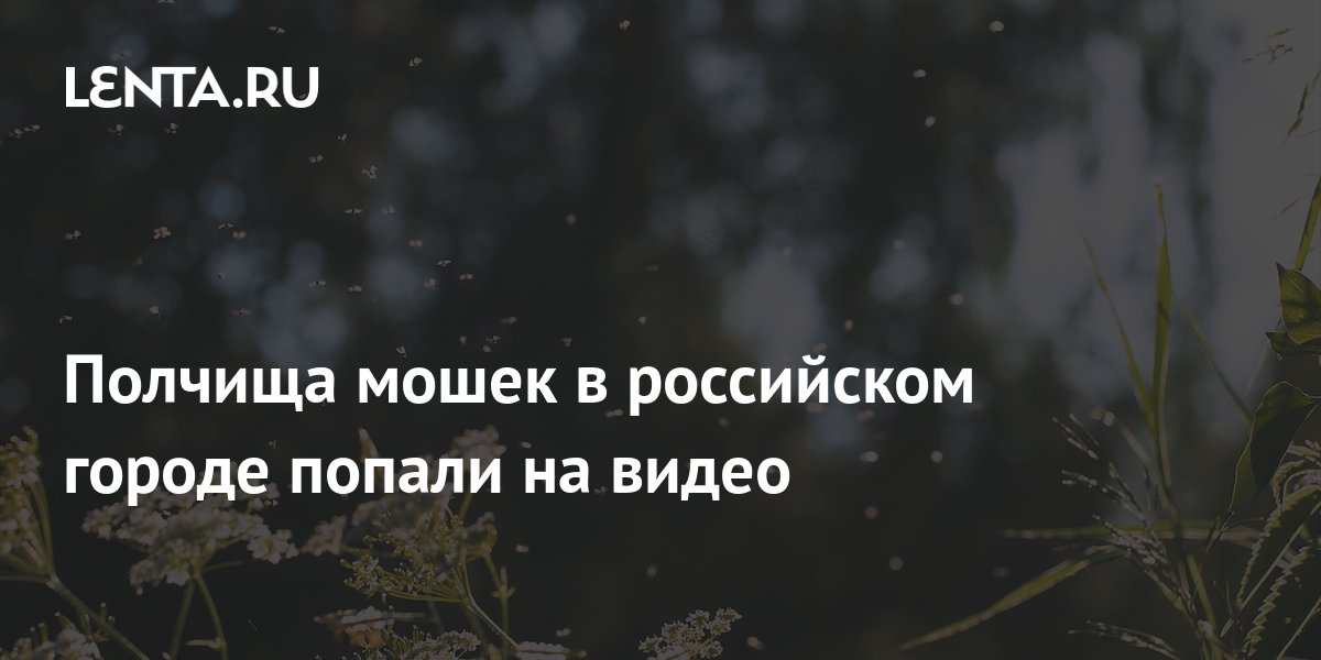 Полчища мошек в российском городе попали на видео: Город: Среда ...