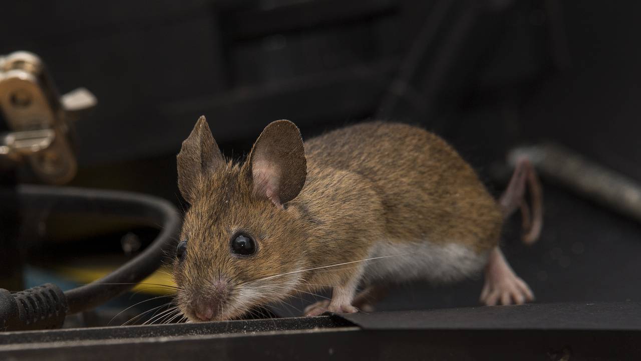 Ультразвуковой отпугиватель мышей и крыс 