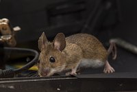 Как навсегда избавиться от мышей в доме: эффективные народные способы и советы экспертов