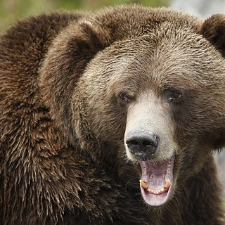 Медведи гризли – хищники Северной Америки (22 фото)