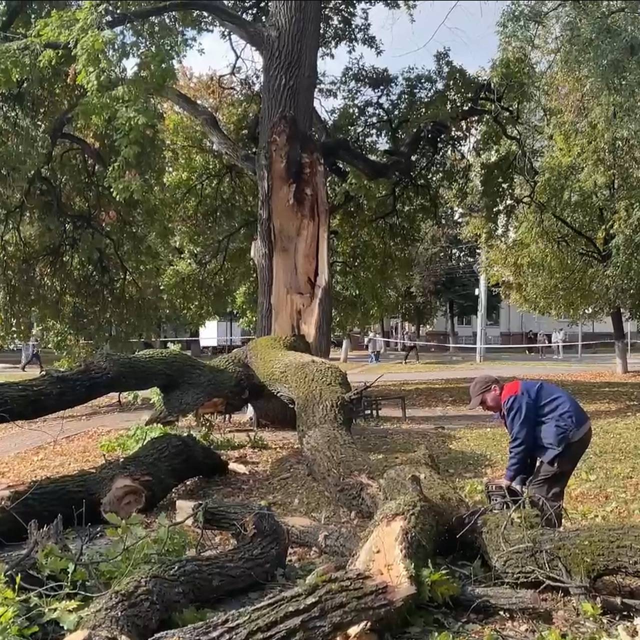 В России упало посаженное в честь отмены крепостного права дерево: Город:  Среда обитания: Lenta.ru