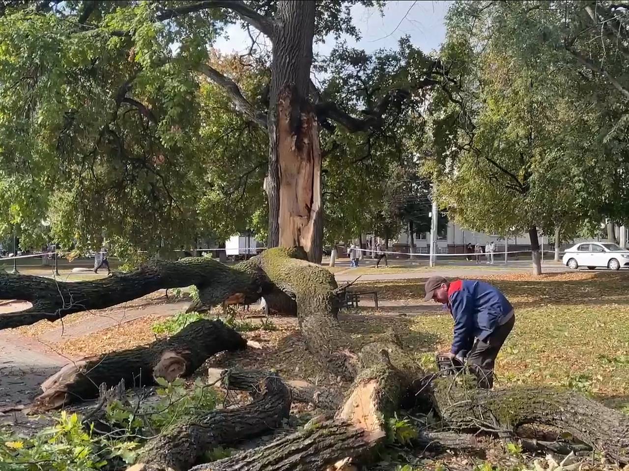 В России упало посаженное в честь отмены крепостного права дерево: Город:  Среда обитания: Lenta.ru