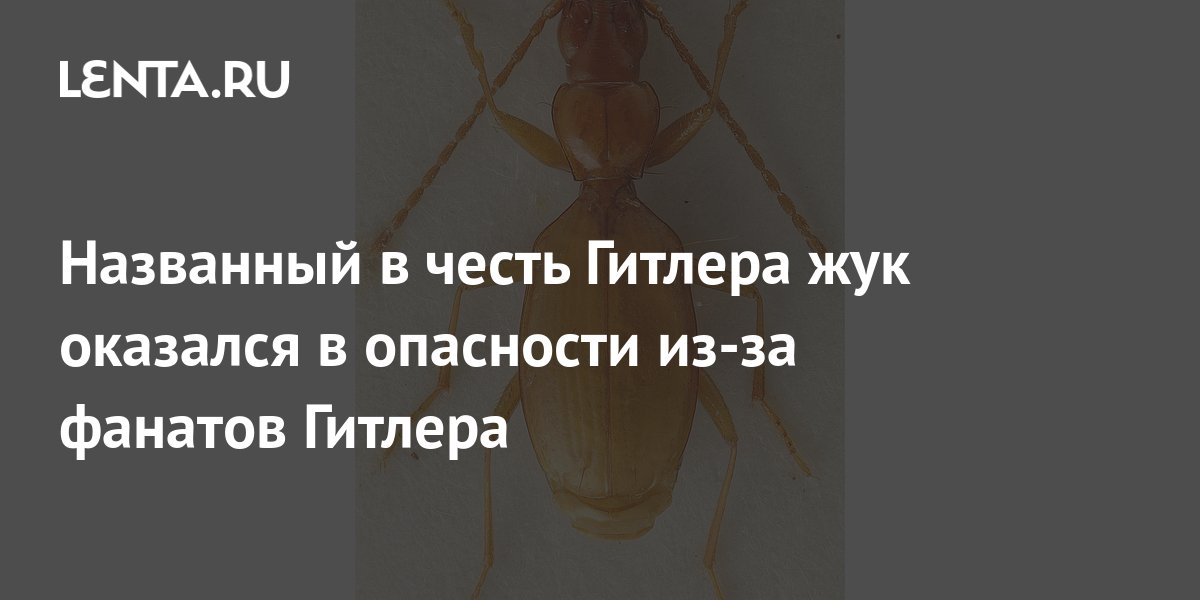 Жук В Честь Гитлера