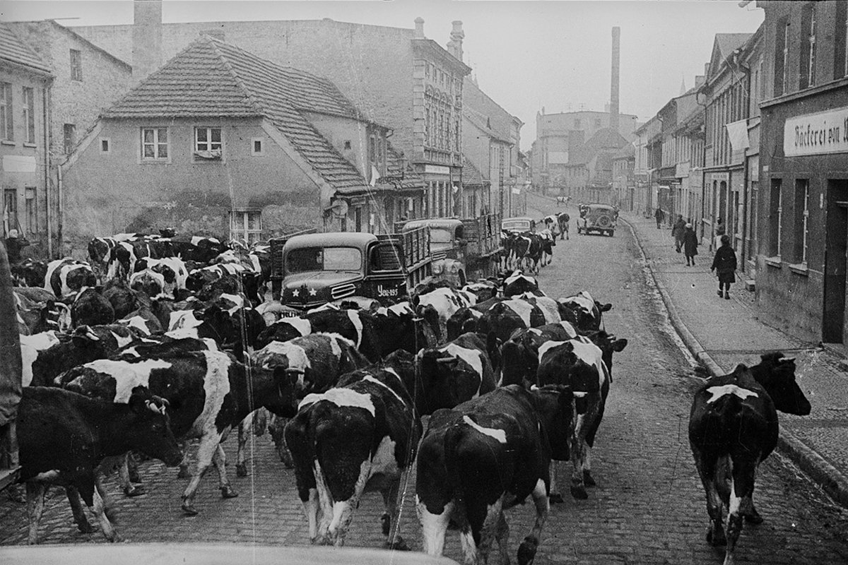 Коровы на улицах города. Германия, 1945 год
